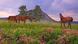 Мой отчий край - Башкортостан