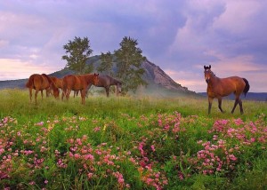 Мой отчий край - Башкортостан
