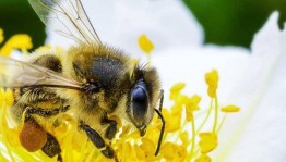 Познавательный час «Всемирный день пчел»