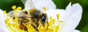 Познавательный час «Всемирный день пчел»
