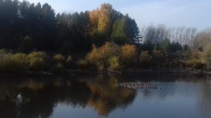 Устный журнал «Осенний вальс природы»