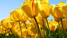 «Башкортостан-мой край родной».