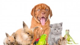 Познавательная беседа «Преданные человеку...»