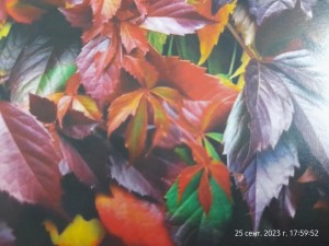 «Года- лишь мудрости ступенька»