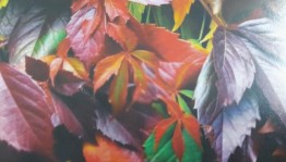 «Года- лишь мудрости ступенька»