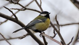 «Синичкин день»