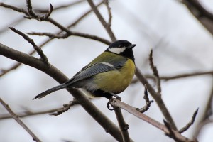 «Синичкин день»