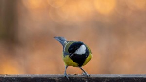 Экологический час «Синичкин день»