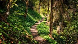 Викторина «Лесной перезвон»