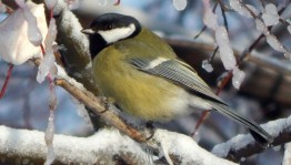 Викторина «Птицы, которые зимуют у нас»