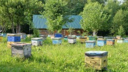 «В гостях у пчелки»