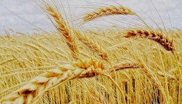 Игра-путешествие «Дар золотого зёрнышка»