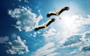 «Праздник белых журавлей»