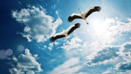 «Праздник белых журавлей»