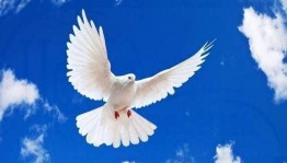 Акция«Голубь мира»