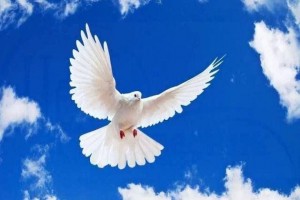 Акция«Голубь мира»
