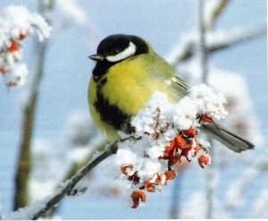 Игровая программа «Синичкин день»