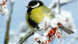 Игровая программа «Синичкин день»