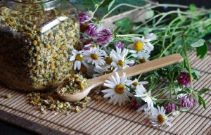 Мастер – класс «Зеленая аптека»