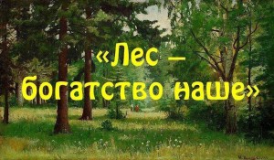 «Лес–богатство наше»