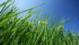 Интерактивная программа«Зеленая логика»