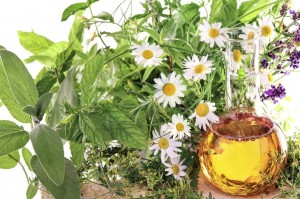 Информационно- познавательная программа «В стране лечебных трав»