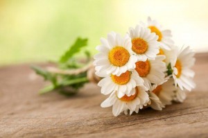 Игровая программа «Дарите ромашки любимым»