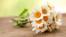 Игровая программа «Дарите ромашки любимым»