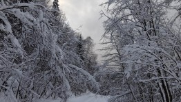 Прогулка в зимний лес