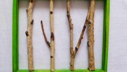 Мастер класс «Из веточек»