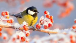 День красной рябины и прилетевших синиц