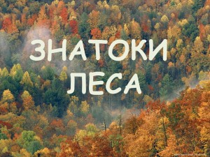 Экологическая викторина «Знатоки леса»