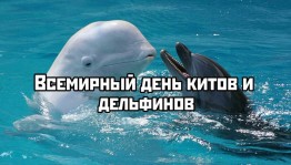 Час информации «Мир китов и дельфинов»
