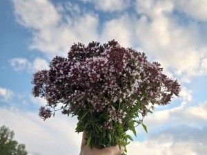 Час здоровья «Травы лечебные, травы целебные»