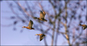 Конкурс-викторина «Пой, лети, пари – как птица!», ко Всемирному Дню перелетных птиц.