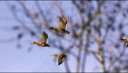 Конкурс-викторина «Пой, лети, пари – как птица!», ко Всемирному Дню перелетных птиц.