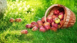 Игровая программа«Яблочный спас–яблоко припас»