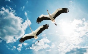 Час памяти «День белых журавлей»