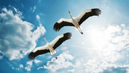 Час памяти «День белых журавлей»