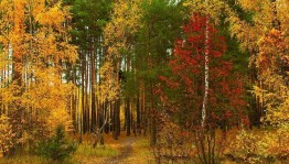 «Осень в лесу»