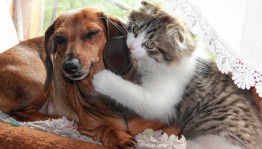 Познавательный экскурс «Братья наши меньшие»