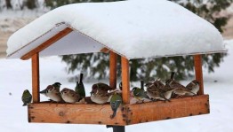 Экологическая акция «Покормите птиц зимой!»