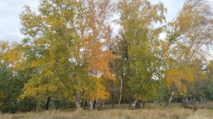 Экскурсия «Осенний лес»