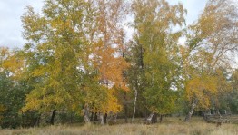 Экскурсия «Осенний лес»