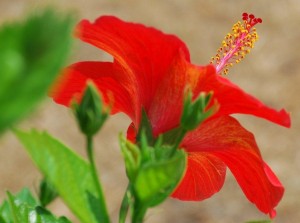 «Сказки С. Т. Аксакова»