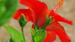 «Сказки С. Т. Аксакова»