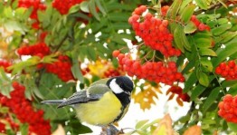 Программа «Осенний калейдоскоп»