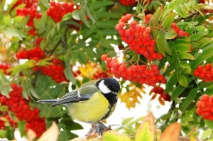 Программа «Осенний калейдоскоп»