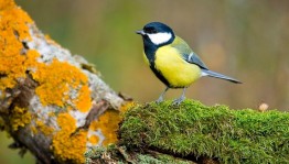 Экологический урок «Синичкин день.Берегите птиц зимой»