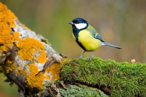 Экологический урок «Синичкин день.Берегите птиц зимой»